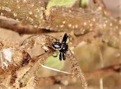 Xysticus bimaculatus