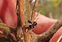 Xysticus bimaculatus