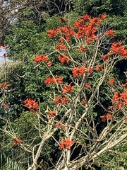 Aethopyga christinae