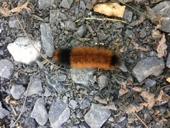 Pyrrharctia isabella