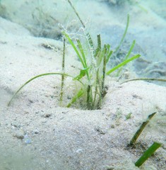 Hippolyte australiensis