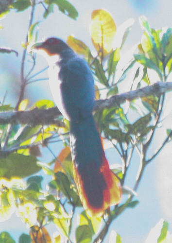 Phaenicophaeus curvirostris