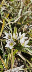 Gentianella montana