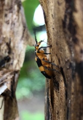 Nemognatha ephippiata