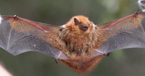 Cinnamon Red Bat