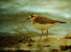 Charadrius veredus