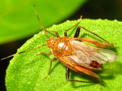 Castanopsides kerzhneri