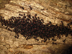 Polyrhachis lamellidens