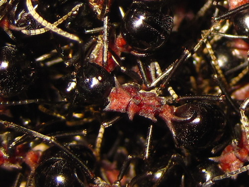 (c) onidiras-iNaturalist, some rights reserved (CC BY-NC), uploaded by onidiras-iNaturalist