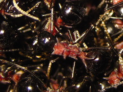 Polyrhachis lamellidens