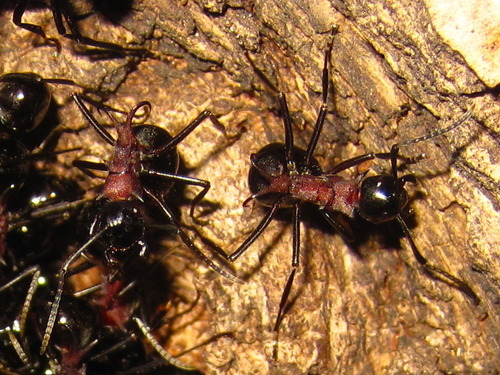 (c) onidiras-iNaturalist, some rights reserved (CC BY-NC), uploaded by onidiras-iNaturalist