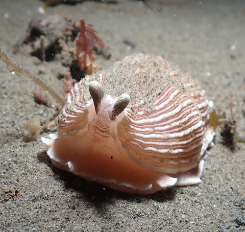 Striped Nudibranch