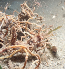 Paracrangon echinata