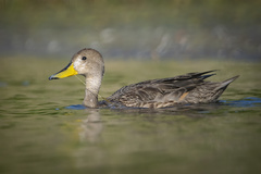 Anas georgica spinicauda