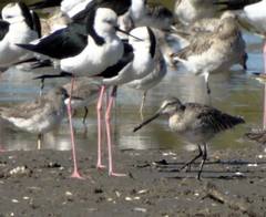 Limnodromus semipalmatus