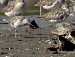 Limnodromus semipalmatus