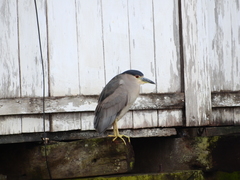 Nycticorax nycticorax