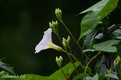 Ipomoea setosa sepacuitensis