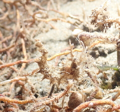 Paracrangon echinata