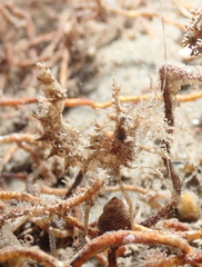 Paracrangon echinata