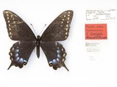 Papilio indra