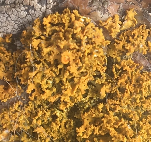 Xanthoria candelaria image