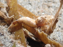 Mesocrangon munitella