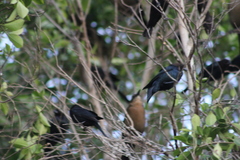 Molothrus ater