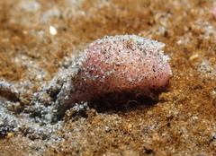 Gastropteron pacificum