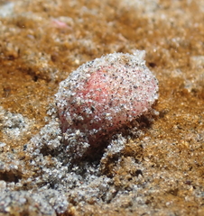 Gastropteron pacificum