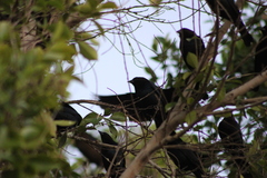 Molothrus ater