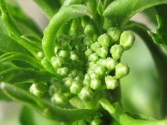 Lepidium apetalum
