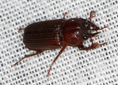 Syndesus cornutus