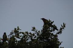 Molothrus ater