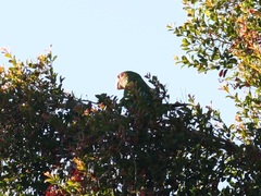 Psittacara mitratus