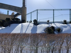 Vulpes vulpes japonica