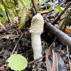 Phallus impudicus togatus