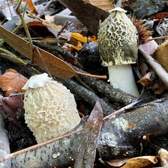 Phallus impudicus togatus