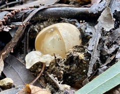 Phallus impudicus togatus