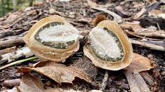 Phallus impudicus togatus