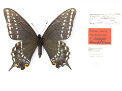 Papilio indra