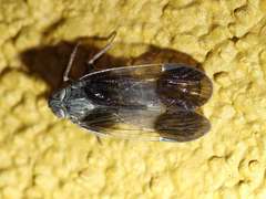 Melanoliarus dimidiatus