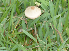 Conocybe apala albipes