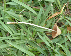 Conocybe apala albipes