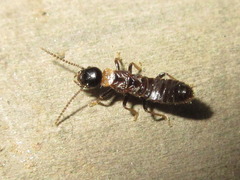 Reticulitermes speratus