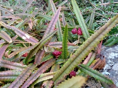 Rubus parvus