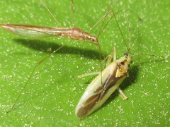 Dryophilocoris kerzhneri