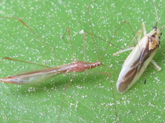 Dryophilocoris kerzhneri