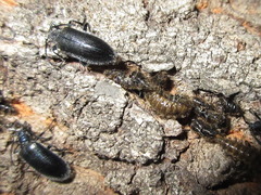 Cerogria janthinipennis