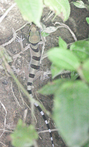Banded Bent-toed Gecko, Cyrtodactylus pulchellus